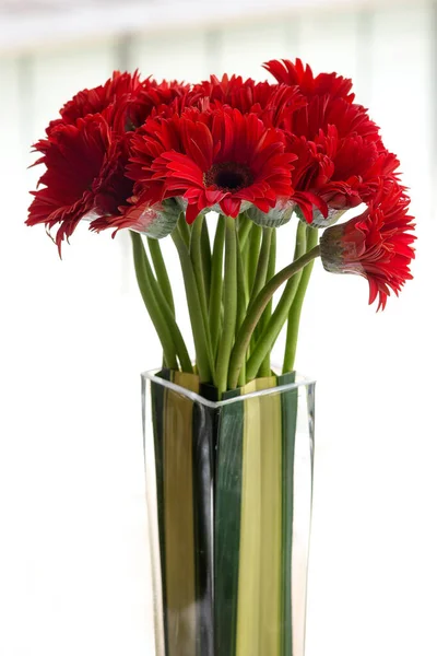 Beyaz arkaplanda turuncu Gerbera