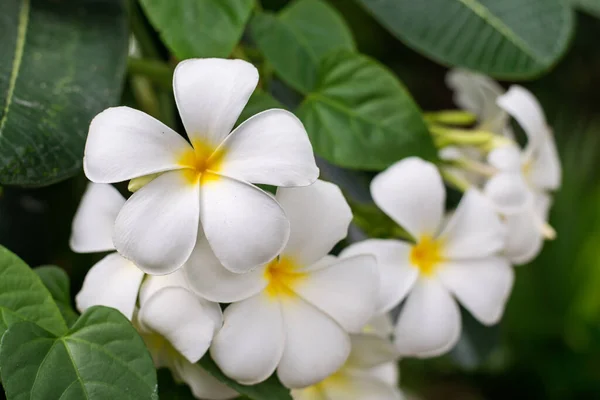 Tempelblomma Trädgården — Stockfoto