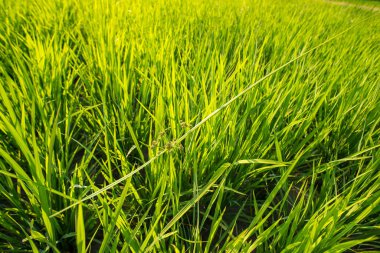 Pirinç tarlasında ottan hayatta kalma uyumu.