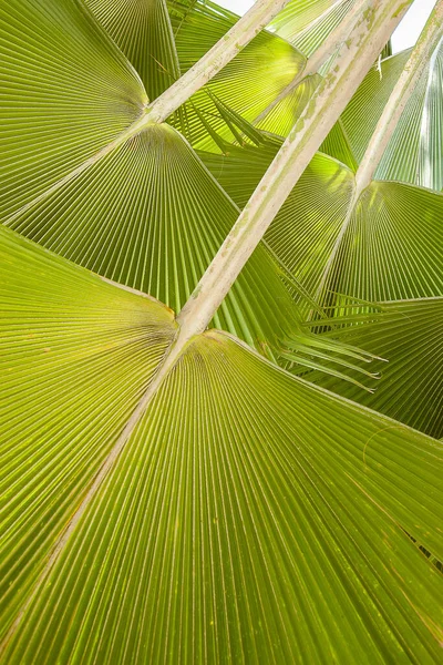 Row Palm Leaves — Stock Photo, Image