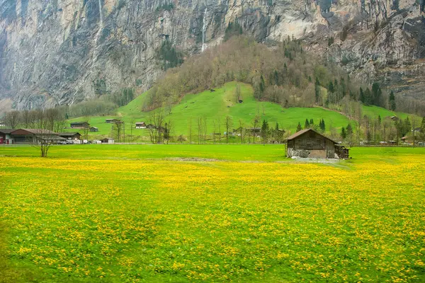 sarı papatya tarlası kış sonu lauterbrunnen (İsviçre)