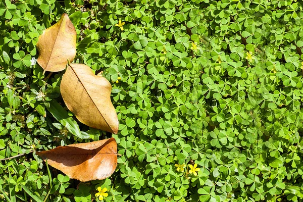 Güzel çim tarlasında kuru yapraklar