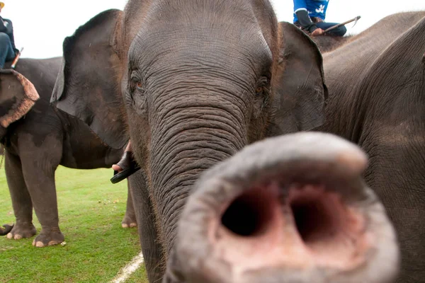 Bebê Elefante Alcançar Seu Tronco Para Câmera — Fotografia de Stock