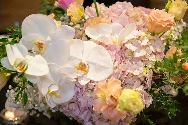 Біла Орхідея Купі Красивої Квітки — стокове фото