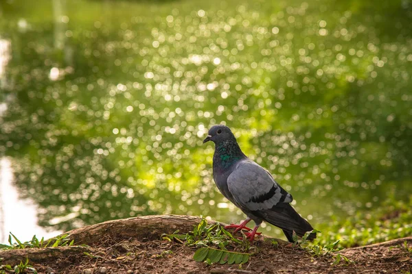 Normal Pigeon Twig Leg Green Fresh Pond — Stock Photo, Image