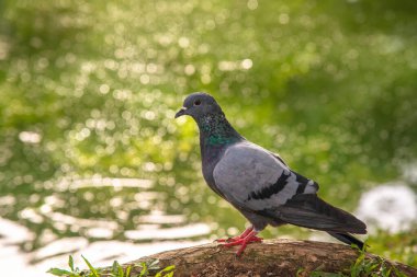 Göletin yanında duran normal güvercin.