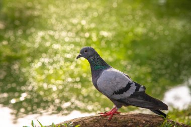 Göletin yanında duran güvercin.