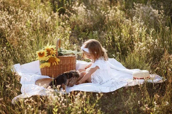 夏のピクニックで犬と女の子が — ストック写真