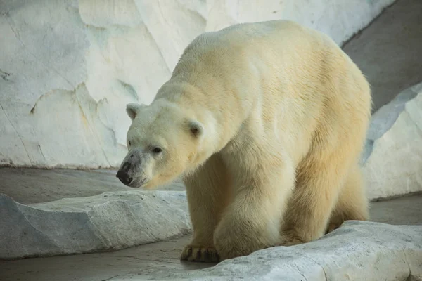 Ein Eisbär Zoo Käfig Mit Einsamer Miene — Stockfoto