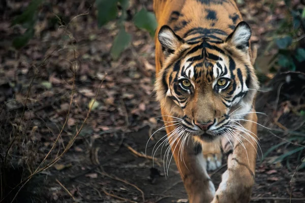 Tigre Está Mirando Selva Listo Para Cazar — Foto de Stock
