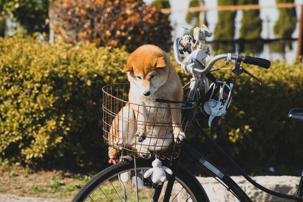 Shiba Inu Pies Koszyku Rowerowym Zielonym Tle — Zdjęcie stockowe