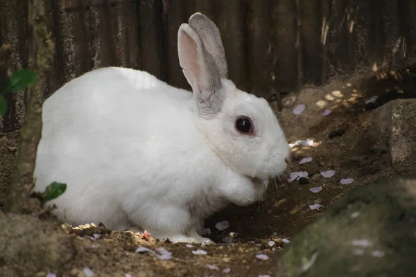 Flauschige Kaninchen Die Auf Den Boden Fallen — Stockfoto