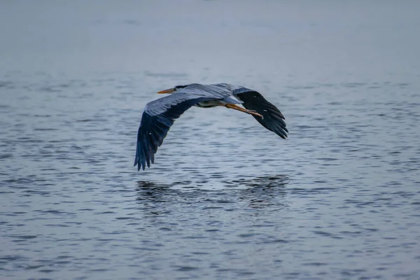 Möwen Fliegen Über See Feuchtgebiet — Stockfoto