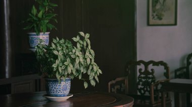 Kültür Bahçesi 'ndeki (Yi Pu) vazo 1541 yılında Suzhou, Jiangsu, Çin' de inşa edildi. Klasik bahçeli Dünya Mirasları Listesi 'ne kaydedildi. Tüm sanat seçimleri o döneme ait..