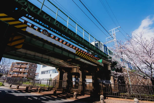 Straßenansicht Der Blühenden Sakura Kirsche Nagoya Aichi Japan — Stockfoto