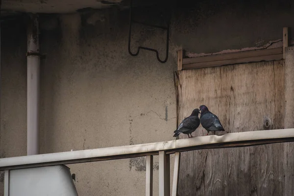 Two Pigeons Empty House — Stock Photo, Image