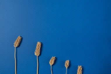 Mavi zemin üzerinde beş farklı buğday tanesinden oluşan sonbahar malzemesi, üstten en az biçimle.