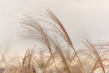 Japonya arka planında sazlıklar gün batımında arka planda sallanıyor.