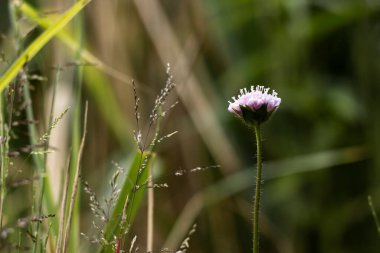 Tarlada yalnız bir çiçek