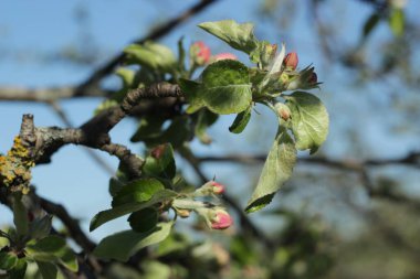 Apple 'ın çiçek tomurcukları. Bahçedeki elma ağacı. Bahar Elması çiçeği.