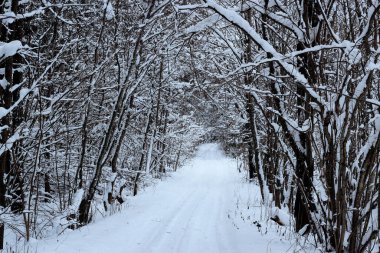 Kış ormanından geçen yol..