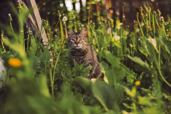 Kedinin Yaz Fotoğrafı Çimenlikteki Kedi Otların Arasında Bir Sokak Kedisi — Stok fotoğraf