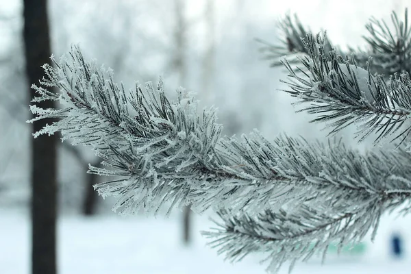 Cabang Pinus Bawah Salju Dongeng Musim Dingin — Stok Foto