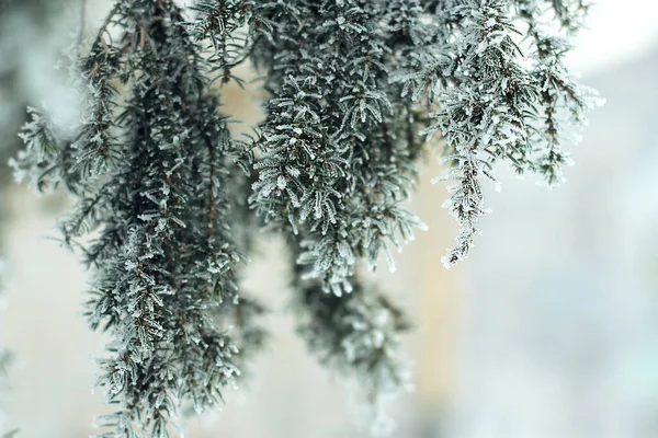 Pine Branches Snow Winter Fairy Tale Macro Shooting Christmas Tree — Stock Photo, Image