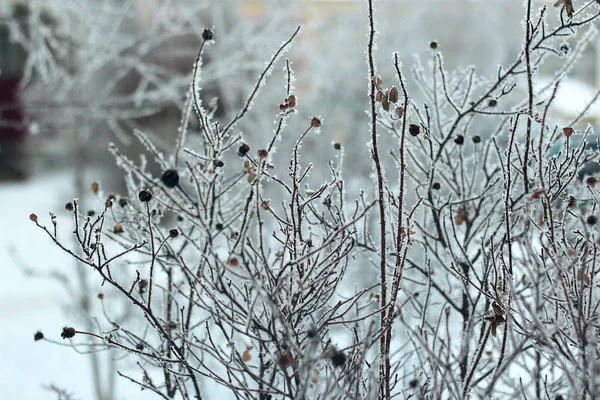 Sprigs Rosa Quadris Neve Gelo Nos Arbustos Briar Geada Toda — Fotografia de Stock