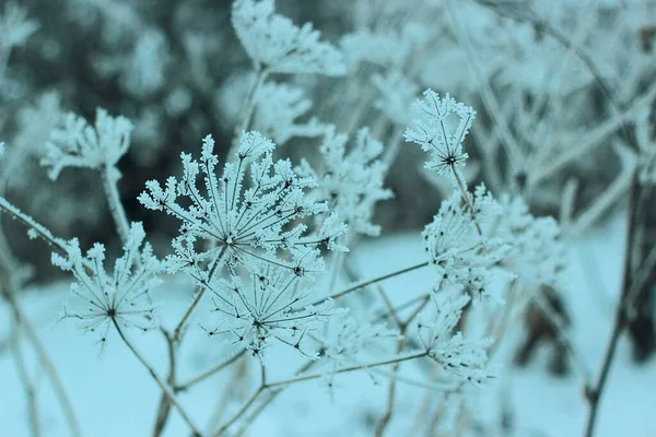Twig Salju Rumput Beku Lapangan Putih Salju Fotografi Makro Dari — Stok Foto