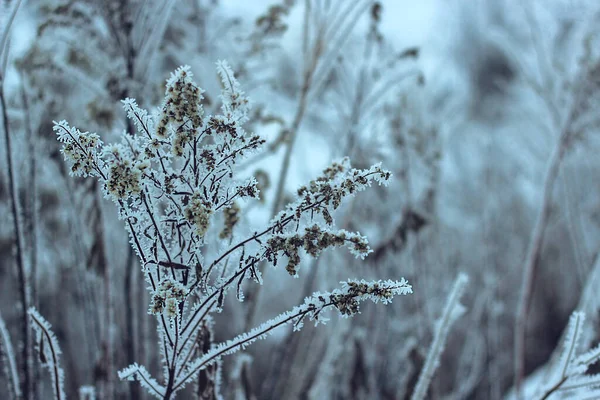 Twig Salju Rumput Beku Lapangan Putih Salju Fotografi Makro Dari — Stok Foto