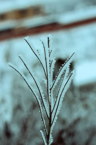 Fotografi Makro Frost Pada Cabang Tanaman Cabang Cabang Tanaman Tua — Stok Foto