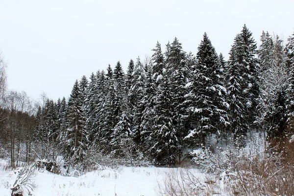 冬天的森林穿过我的眼睛 神奇的冬天装饰着树木 — 图库照片