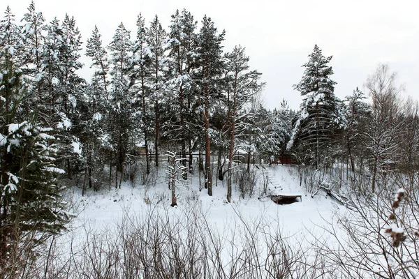 冬天的森林穿过我的眼睛 神奇的冬天装饰着树木 — 图库照片