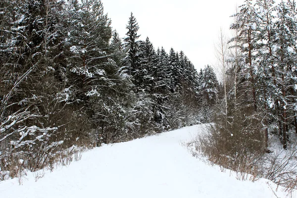 穿过冬季森林的路 — 图库照片