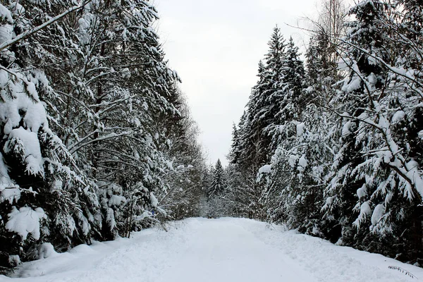 Estrada Que Atravessa Floresta Inverno — Fotografia de Stock