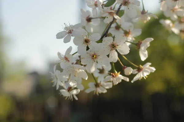 Körsbär Blommar Mot Himlen Blommor Ett Vackert Träd Makrofotografi Körsbärsblommor — Stockfoto
