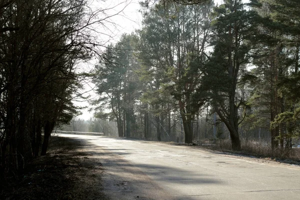 Δρόμος Μέσα Από Δάσος Δάσος Πεύκου Στις Άκρες Του Δρόμου — Φωτογραφία Αρχείου