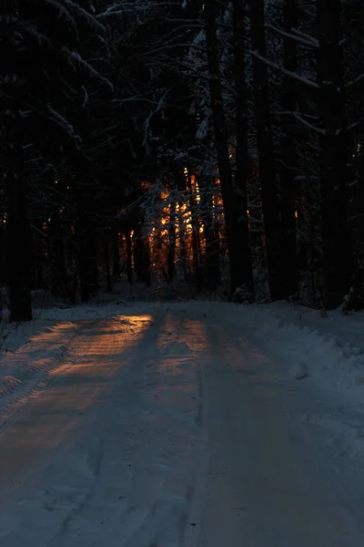 Зимнее Солнце Лесу Солнечные Лучи Через Лес — стоковое фото