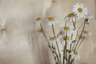 Papatyaları yakın çekime alın. Beyaz kır çiçekleri.