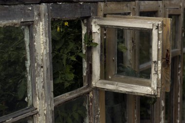 Eski seranın penceresini aç. Eski bir pencere domatesli bir seraya götürür. Domatesli sera. Gizemli pencere.