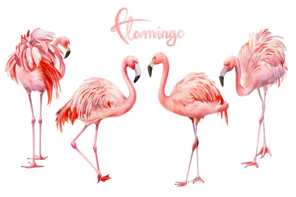 İzole edilmiş beyaz arkaplanda pembe flamingo seti, suluboya çizimi