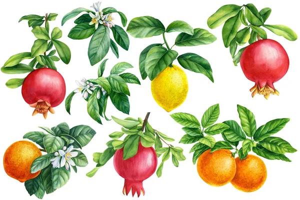 Fruit Granaatappel Mandarijn Citroen Bosbessen Duindoornbessen Een Tak Botanische Aquareltekening — Stockfoto