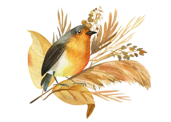 Uccello pettirosso e fiori autunnali, erbe secche, disegno ad acquerello, boho illustrazione — Foto Stock