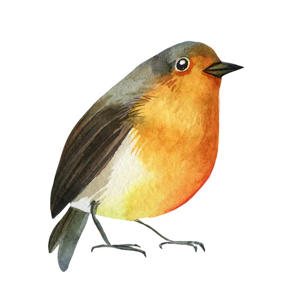 Vörösbegy madár, akvarell rajz, boho illusztráció — Stock Fotó