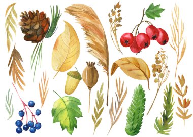 Renkli sonbahar bitkileri, böğürtlenler, tohumlar, haşhaş, dallar, suluboya çizimleri