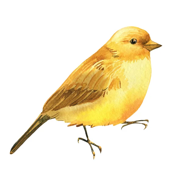 Жовтий птах, канарковий акварельний малюнок, ілюстрація бохо — стокове фото
