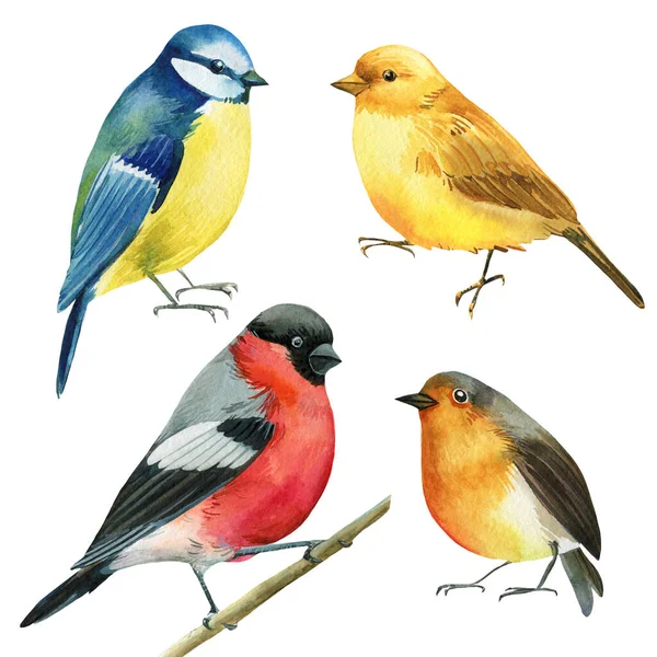 Conjunto de aves de colores, titmouse, pinzón, canario, robin acuarela ilustración, pintura botánica — Foto de Stock