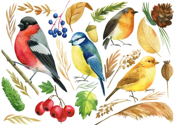 Set d'oiseaux colorés, mésange, chardonneret, canari, merle et plantes d'automne, baies, branches, aquarelle illustration — Photo