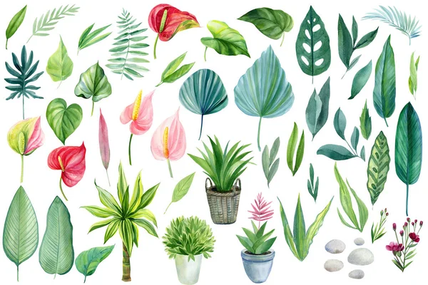 Conjunto de plantas de la selva, hojas, flores acuarela boho ilustración, pintura botánica — Foto de Stock